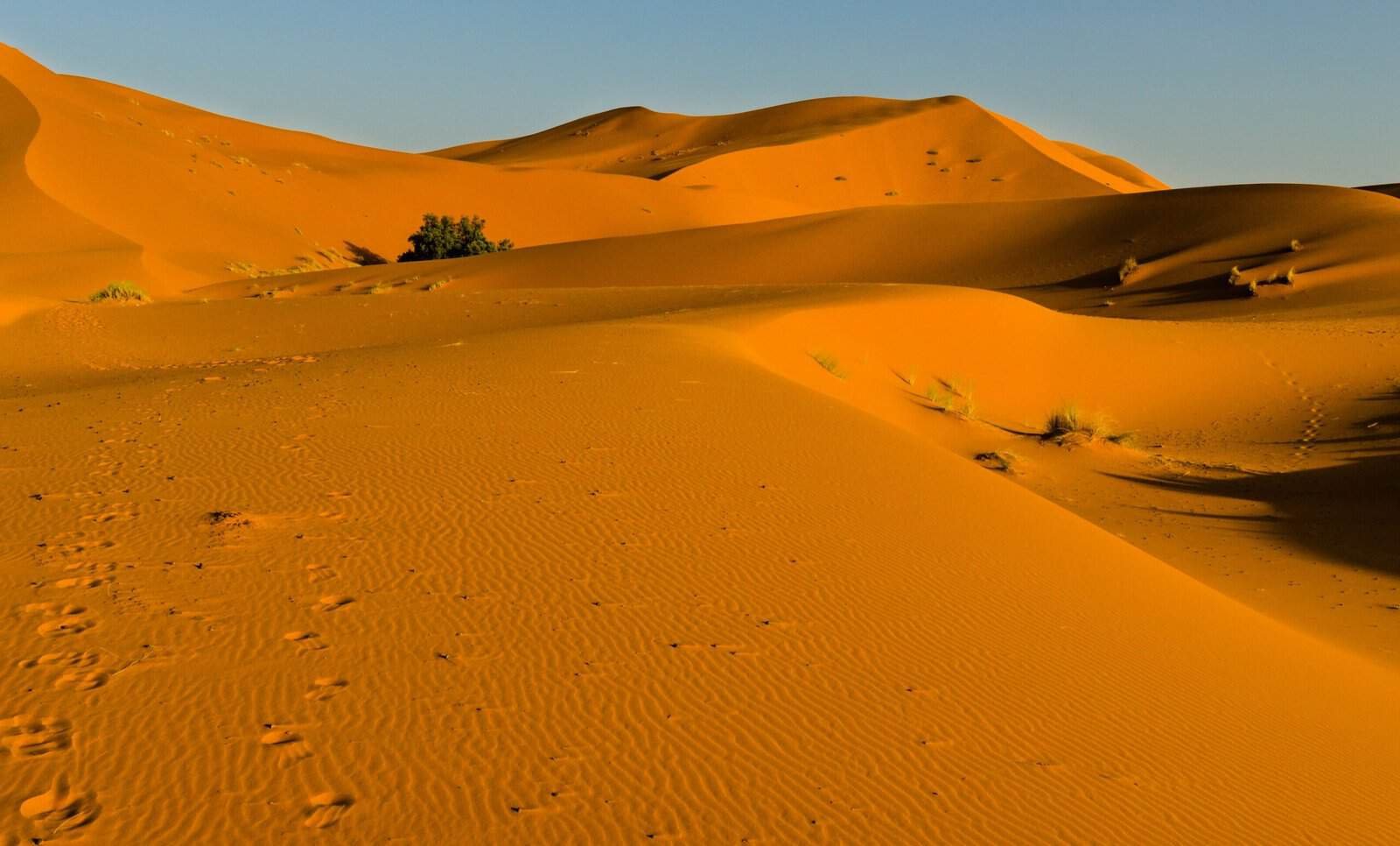Golden Sahara dunes on a Morocco desert tour