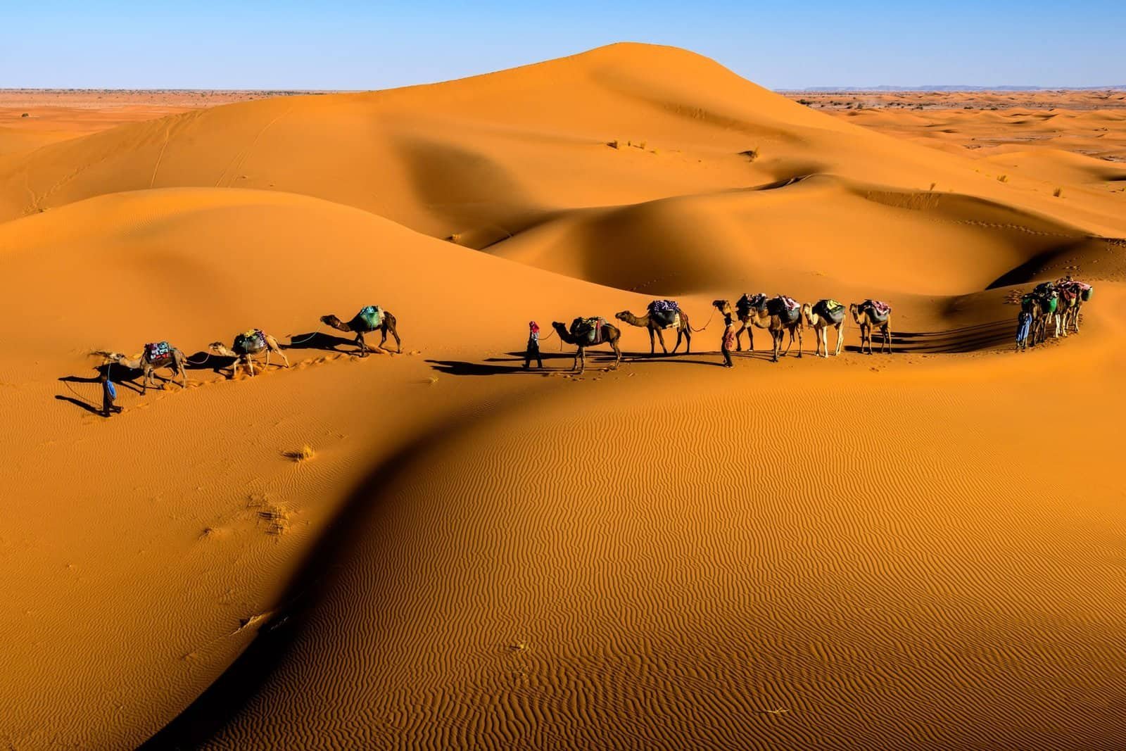 Camel caravan crossing golden dunes during a Morocco desert tour